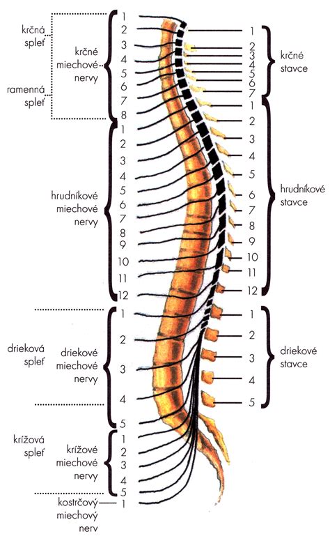 Schéma chrbtice s vyznačením oblastí