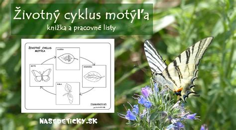 životný cyklus motýľa