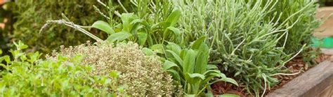 Bylinky a prírodné liečivé prostriedky