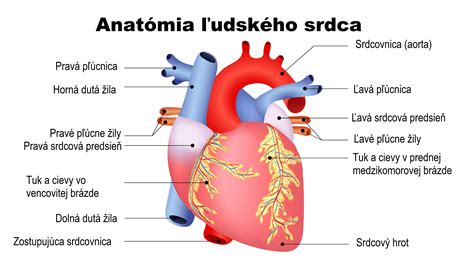 Ľudské srdce ako symbol zdravia