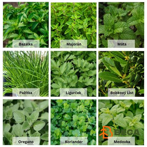 Ilustrácia rôznych byliniek a magických symbolov