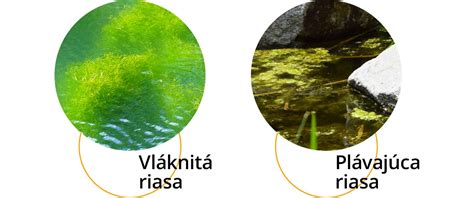 Detailné zábery vláknitých rias v jazierku