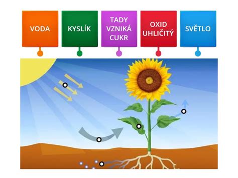 Ilustrácia znázorňujúca proces fotosyntézy rias