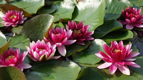 Lekno rastúce v jazierku