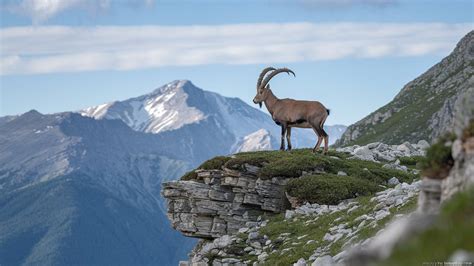 Kozorožec v prírode