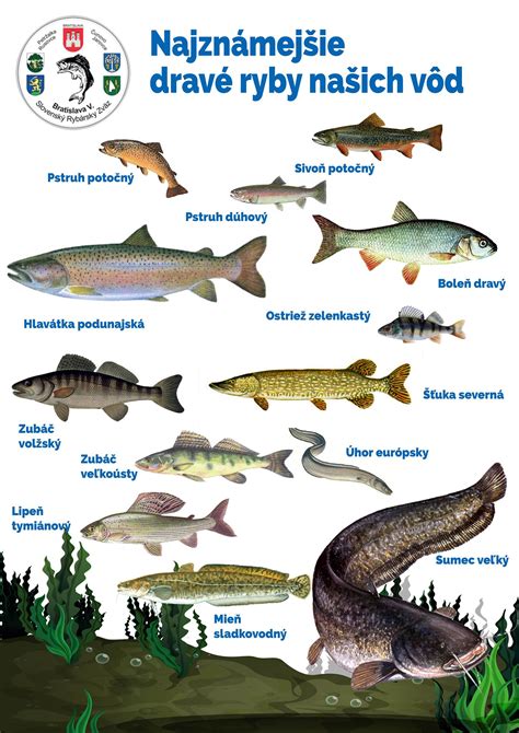 Symbolické znázornenie dvoch rýb plávajúcich v opačných smeroch