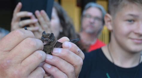 Netopier vletujúci do bytu