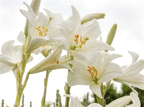 Fotografia ľalie ako symbolu Feng Shui