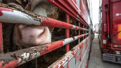 Ilustrácia pastiera so stádom dobytka a ochrannými symbolmi