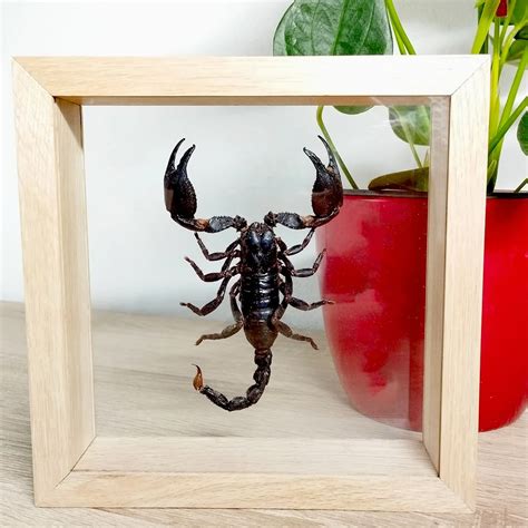 Symbol Škorpión a jeho tajomná povaha