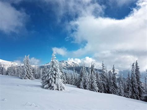 Zimná horská krajina s divokou zvieracou siluetou