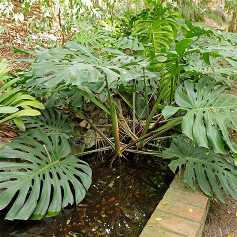 Monstera deliciosa s charakteristickými dierovanými listami