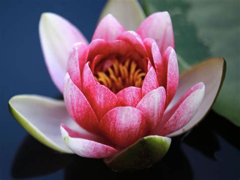 lotosový kvet v jazierku