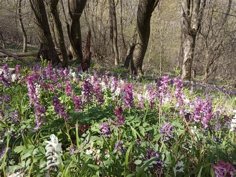 Kvetinové pole s rôznymi jarnými kvetmi
