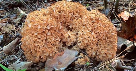 Dve baranie hlavy v konfrontácii