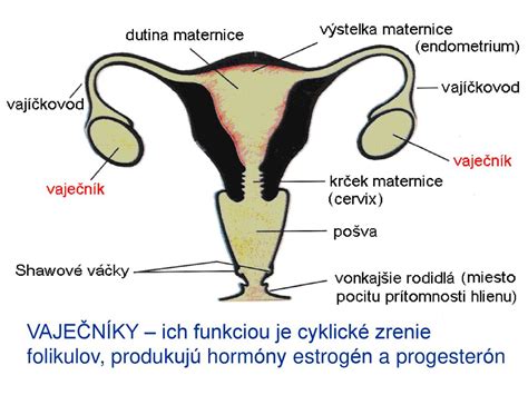 Anatomická kresba ženských pohlavných orgánov
