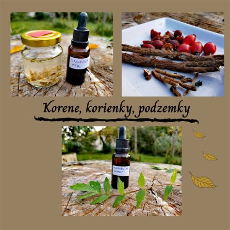 Zber liečivých bylín v kysuckej prírode