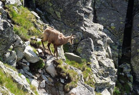 Kozorožec symbolizujúci ambíciu a zodpovednosť