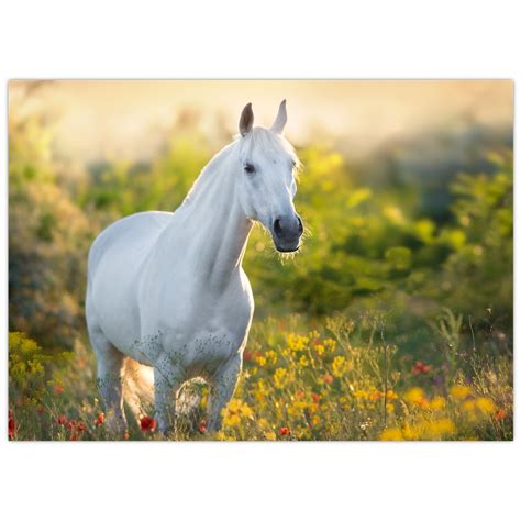 Obrázok koňa v cvale na lúke