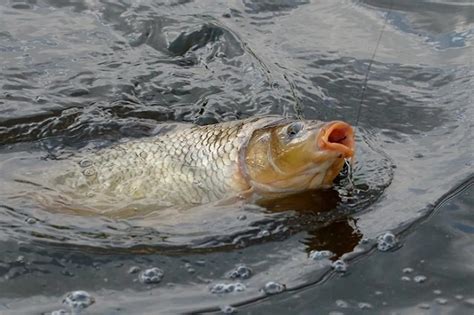 Ilustrácia zvieratníka s rybami ako centrálnym prvkom