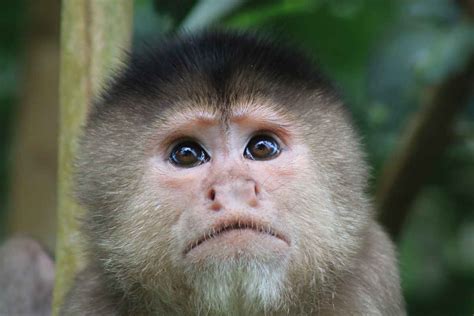 Ilustrácia Opica a Prasa