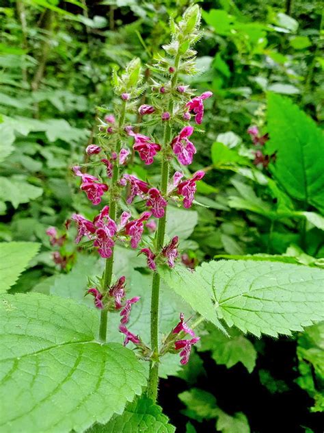 Čistec lesný s fialovými kvetmi