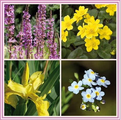 Obrázok rôznych druhov jaspisu