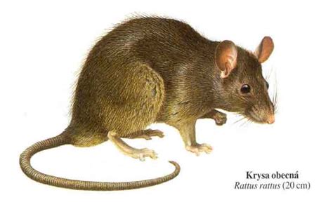 Obrázok potkana