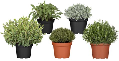 Ilustrácia znázorňujúca rôzne bylinky a kryštály