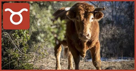 Infografika zobrazujúca kompatibilitu znamení Býk a Lev s vyznačením silných a slabých stránok