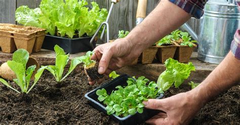 Záhradkárčenie podľa lunárneho kalendára