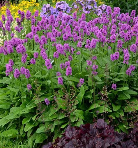 Ilustrácia rastliny čistec