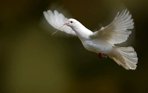 Holubica mieru od Picassa