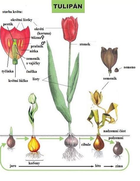 Zvieratník s vyznačenými vplyvmi na rastliny