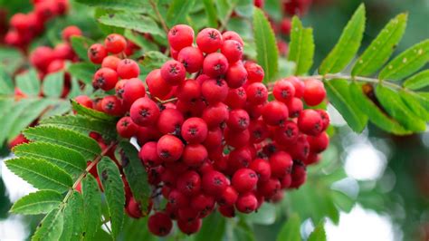 Jarabina s červenými plodmi