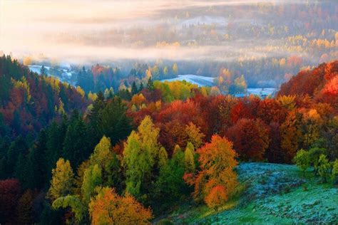 Jesenný dubový les