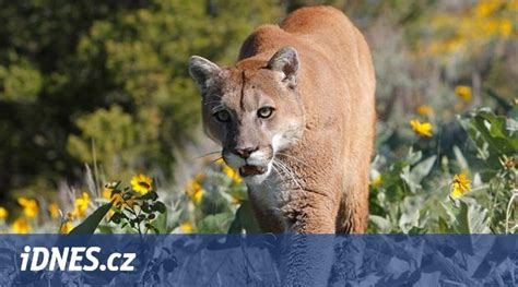 Puma v horách
