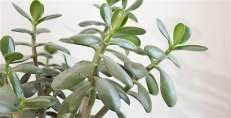 peňažný strom (tučnolist)