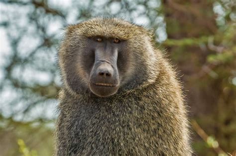 Pavián s polmesiacom