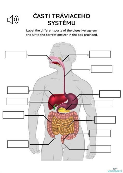 Diagram tráviaceho systému s vyznačenými bodmi pre aplikáciu kameňov