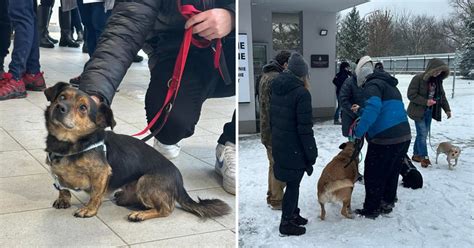 Ľudia pomáhajúci zvieratám v útulku