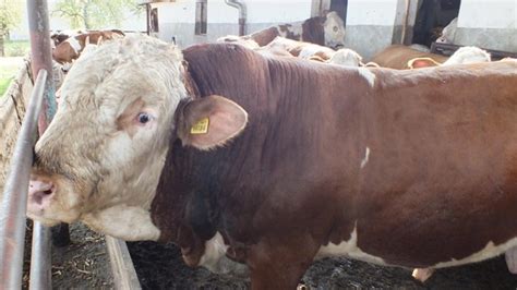 Býk pri práci v prírode