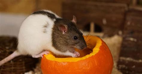 Potkan na chrbte Byvola v pretekoch