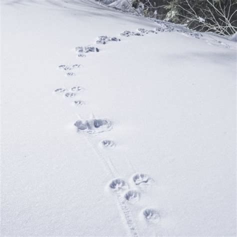 Symbol Potkana v čínštine