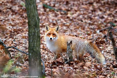 Záhadná líška v prírodnom prostredí