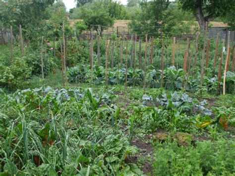 zeleninová záhrada v rôznych fázach mesiaca