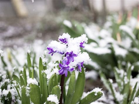 rozkvitnutá jarná krajina ako symbol nových začiatkov a obnovy
