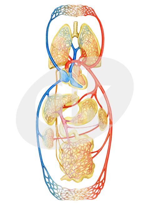 Schéma krvného obehu a vplyv tlaku na cievy