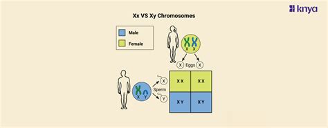 Schéma chromozómov XX a XY