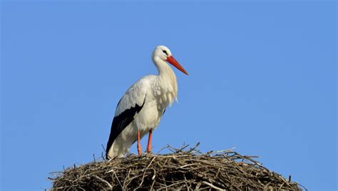 Bocian biely na hniezde